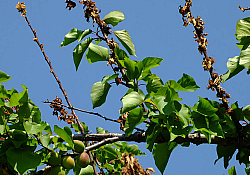 2025_01_cais-monilioza-lastar.jpg 2025_01_cais-monilioza-lastar.jpg