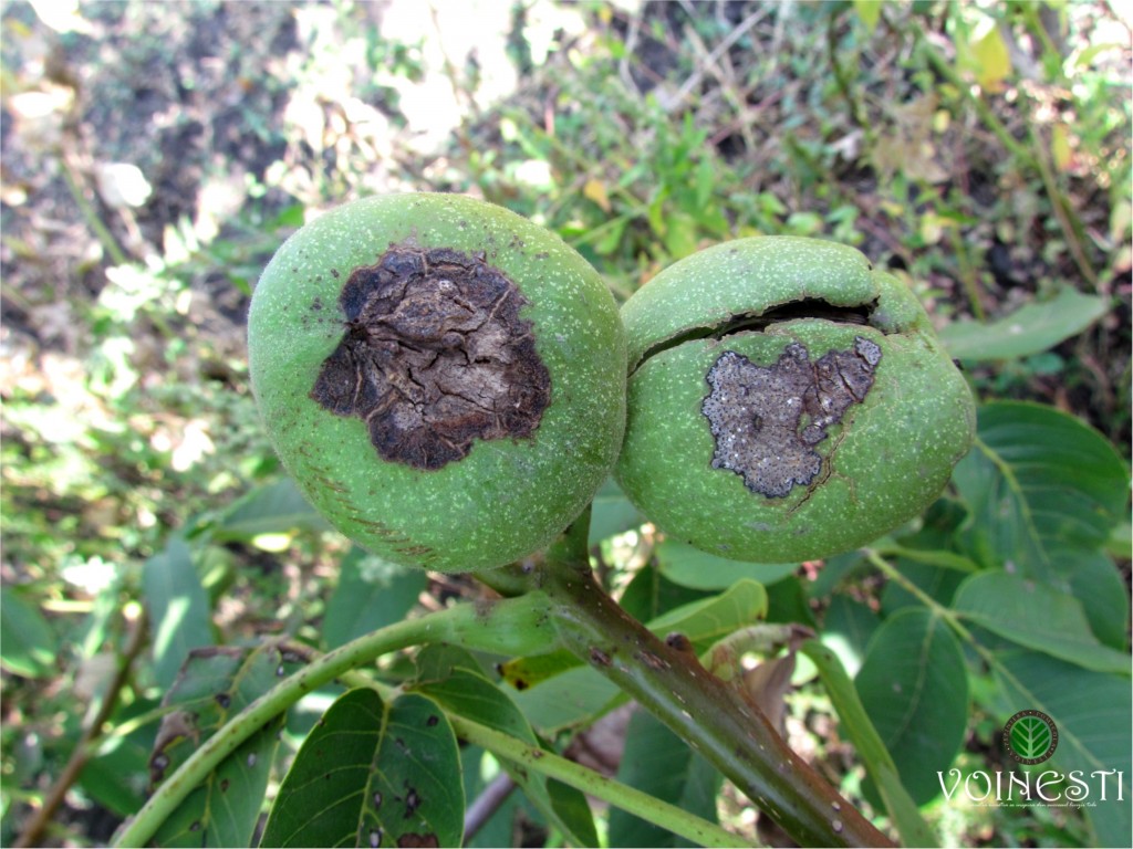 alt_Bolile nucului. Combaterea antracnozei