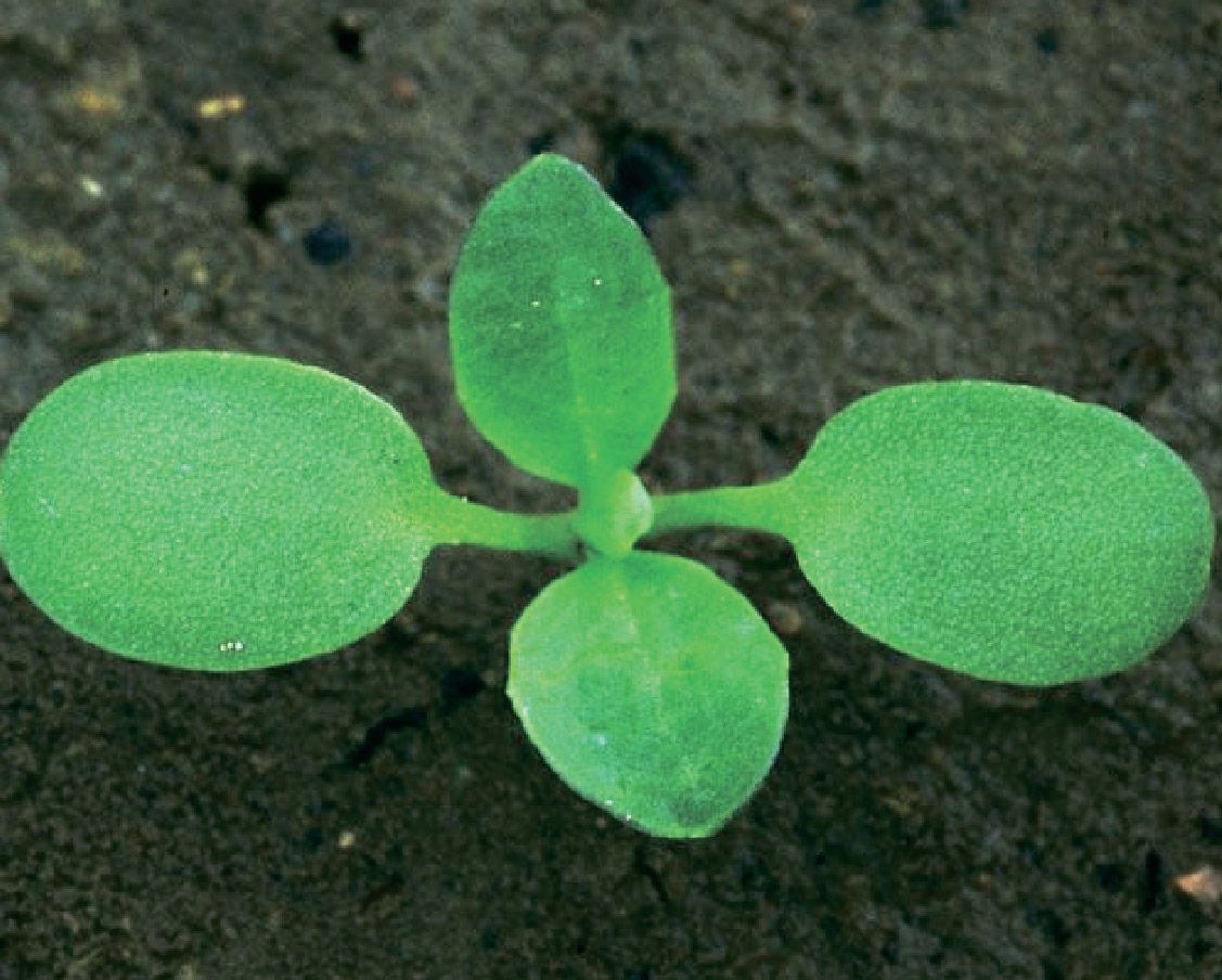 Ярутка полевая / Punguliţă