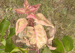 2025_01_cais-basicarea-frunzelor2.jpg 2025_01_cais-basicarea-frunzelor2.jpg