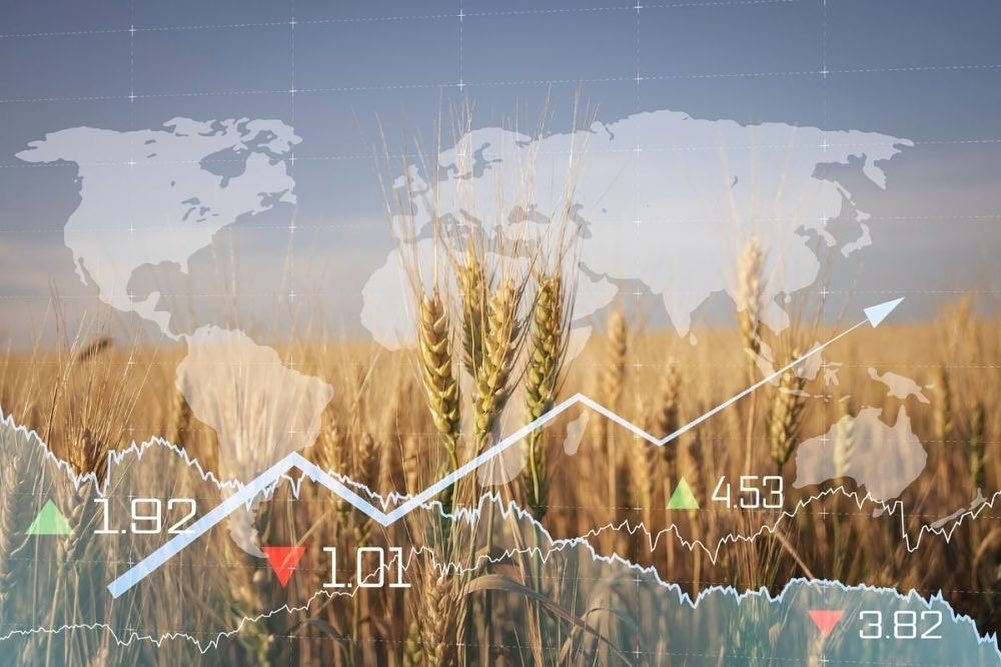 Bursa cerealelor la zi: ce prețuri se înregistrează?