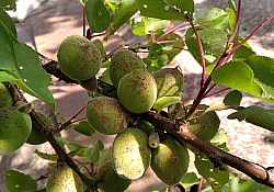 2025_01_cais-patarea-fructelor.jpg 2025_01_cais-patarea-fructelor.jpg