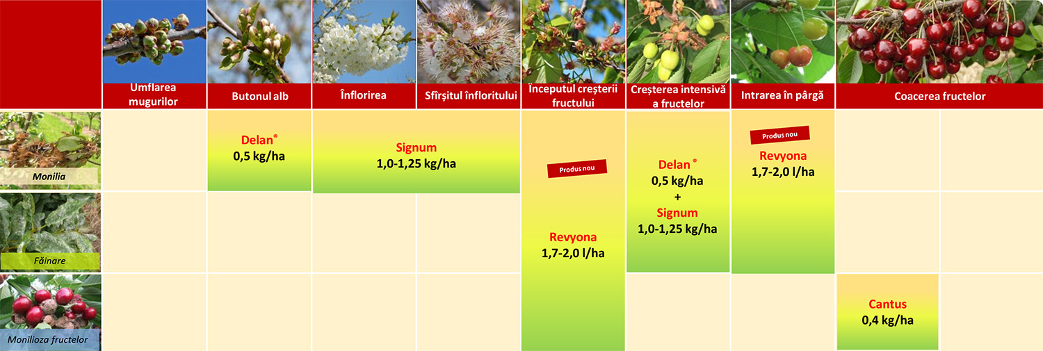 2025_01_Schema-protectie-cires.jpg 2025_01_Schema-protectie-cires.jpg