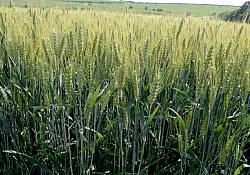 2025_06_grau9.jpg 2025_06_grau9.jpg