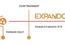 Expando-faze-aplicare.jpg Expando-faze-aplicare.jpg