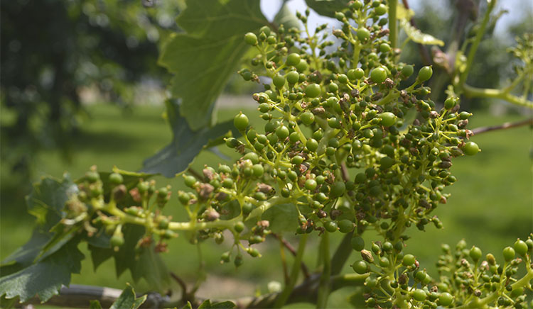 2020_06_ciorchine3.jpg