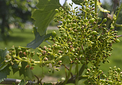 2020_06_ciorchine3.jpg 2020_06_ciorchine3.jpg