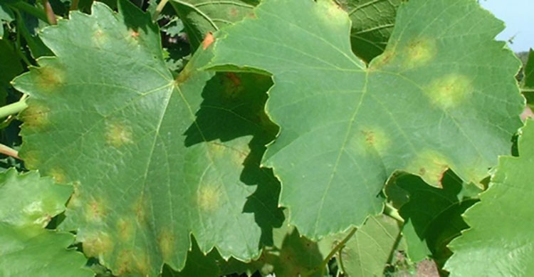 2020_06_mana8-1.jpg