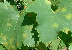 2020_06_mana8-1.jpg 2020_06_mana8-1.jpg