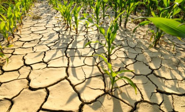 Guvernul a aprobat Regulamentul de acordare a compensațiilor pentru culturile agricole de grupa a II-a