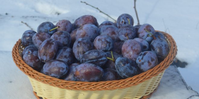 Prune calitative în mijloc de februarie? Vedeți schema de protecție și fertilizare utilizată