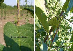 2025_02_prun-ciuruirea-frunzelor-lastar.jpg 2025_02_prun-ciuruirea-frunzelor-lastar.jpg