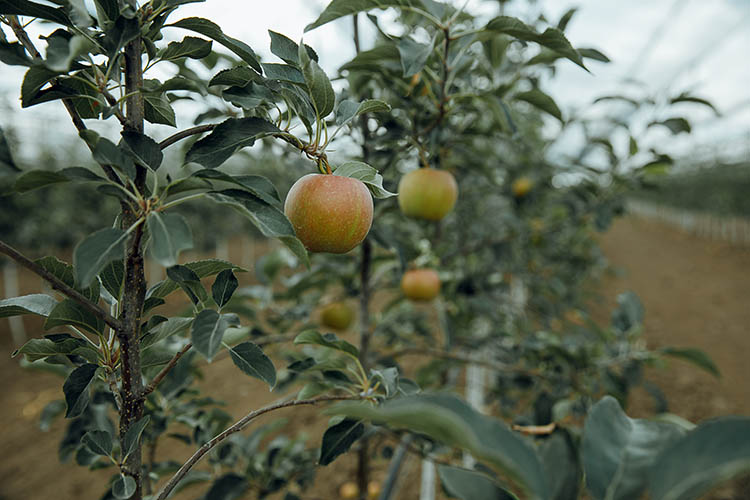 Fermierii moldoveni testează un portaltoi de măr, creat în SUA pentru înființarea livezilor superinensive care asigură calitate înaltă a fructelor