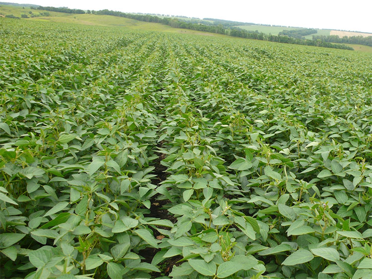 Cum să obţinem o recoltă maximă de soia în condiţiile anului 2017?