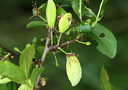 2025_02_prun-basicarea-frunzelor-fruct2.jpg 2025_02_prun-basicarea-frunzelor-fruct2.jpg
