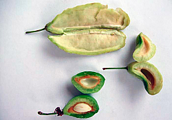 2025_02_prun-basicarea-frunzelor-fruct.jpg 2025_02_prun-basicarea-frunzelor-fruct.jpg