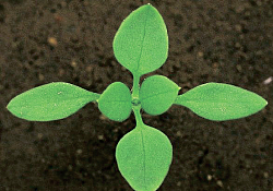 2017_01_rocoina.jpg 2017_01_rocoina.jpg