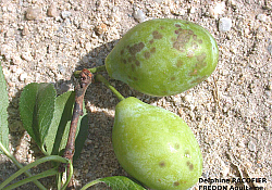 2025_02_prun-rapan.jpg 2025_02_prun-rapan.jpg