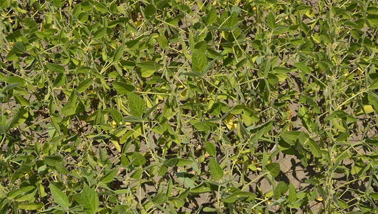 2017_05_soia-pulsar2.jpg 2017_05_soia-pulsar2.jpg