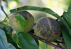 2025_02_piersic-rapan-fruct.jpg 2025_02_piersic-rapan-fruct.jpg