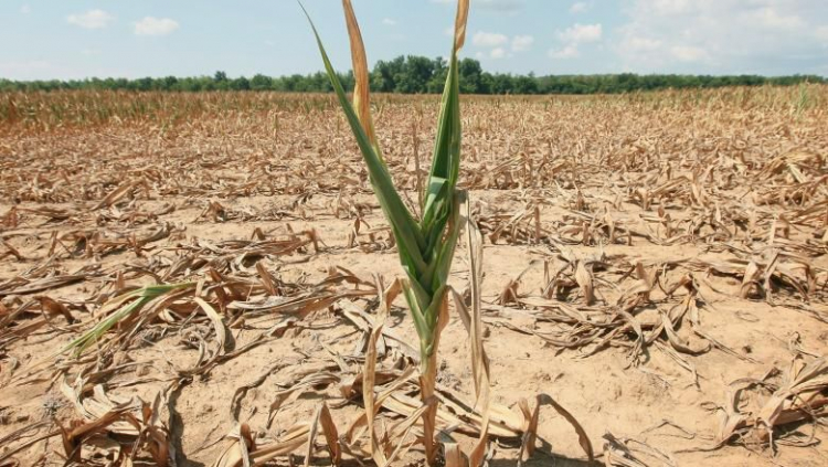 Ce documente și unde, trebuie să prezinte agricultorii pentru a primi compensații pentru acoperirea prejudiciilor cauzate de secetă și grindină