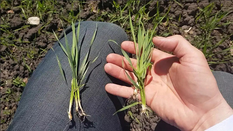 Селитра или карбамид? Азотная подкормка озимой пшеницы: итоги опыта