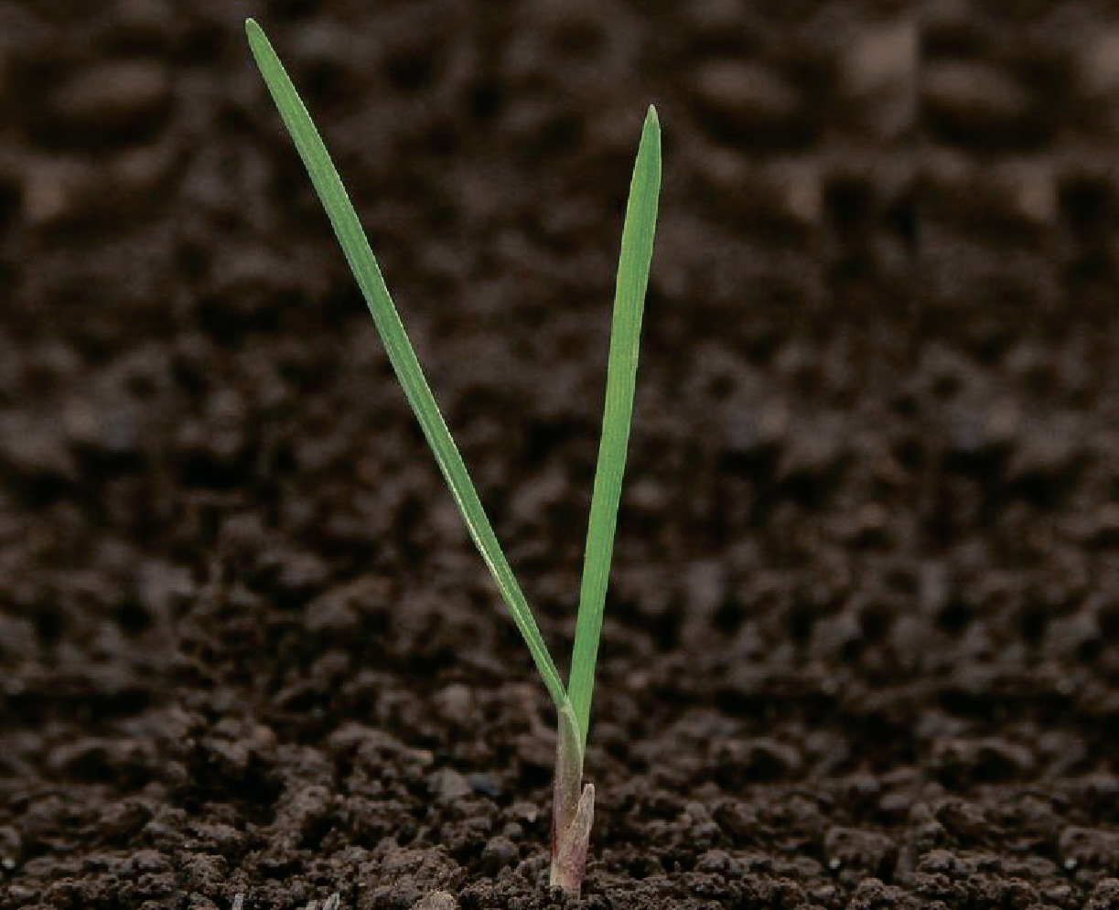 Лисохвост мышехвостниковидный / Coada vulpii