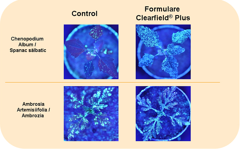 2016_02_stick-ro.jpg 2016_02_stick-ro.jpg