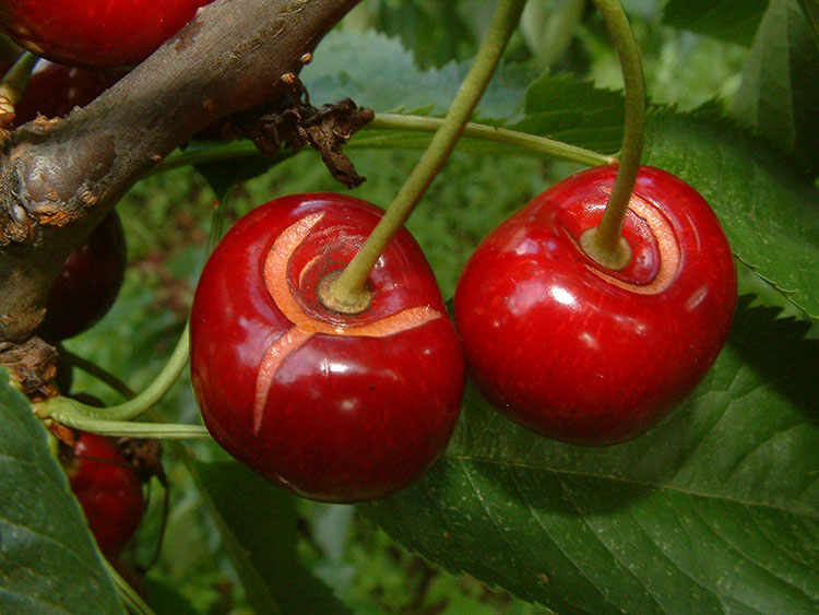 2020_05_cirese-crapate1.jpg