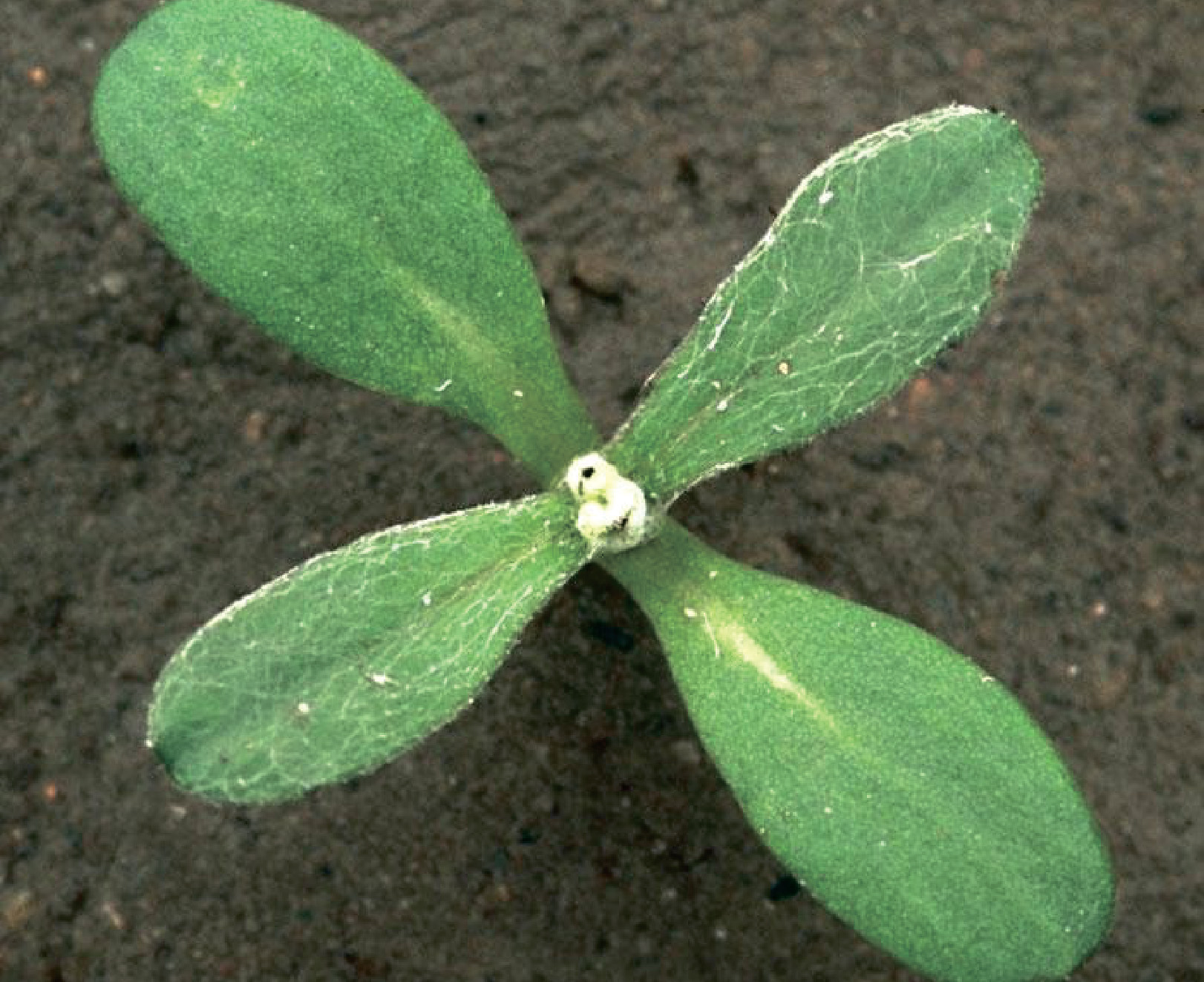 alt_Василёк синий / Albăstriţă comună