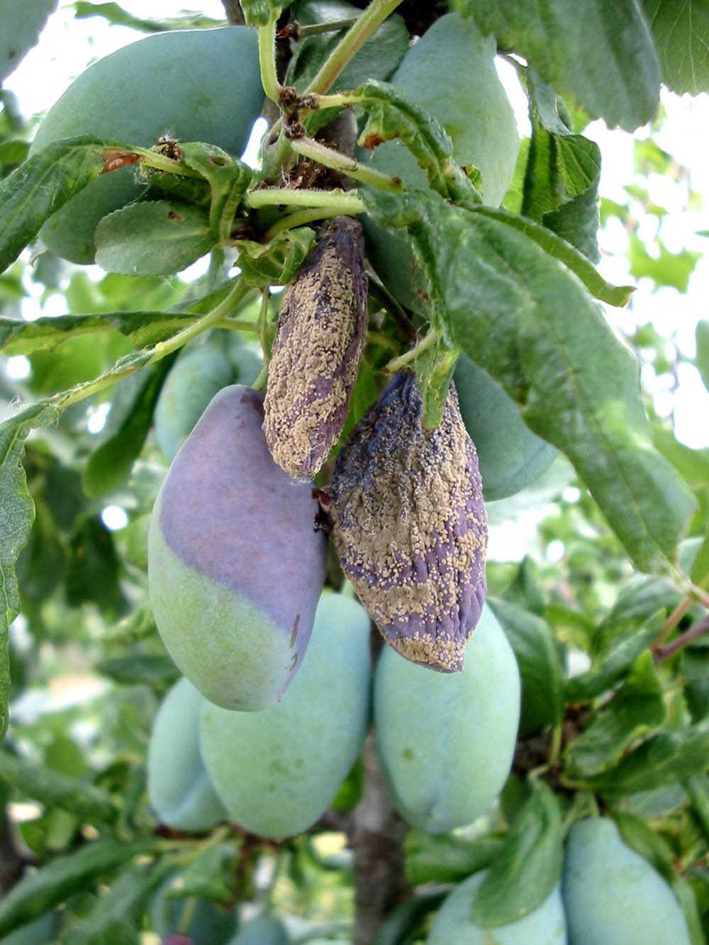 2025_02_prun-monilioza-fruct.jpg