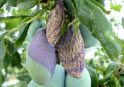 2025_02_prun-monilioza-fruct.jpg 2025_02_prun-monilioza-fruct.jpg