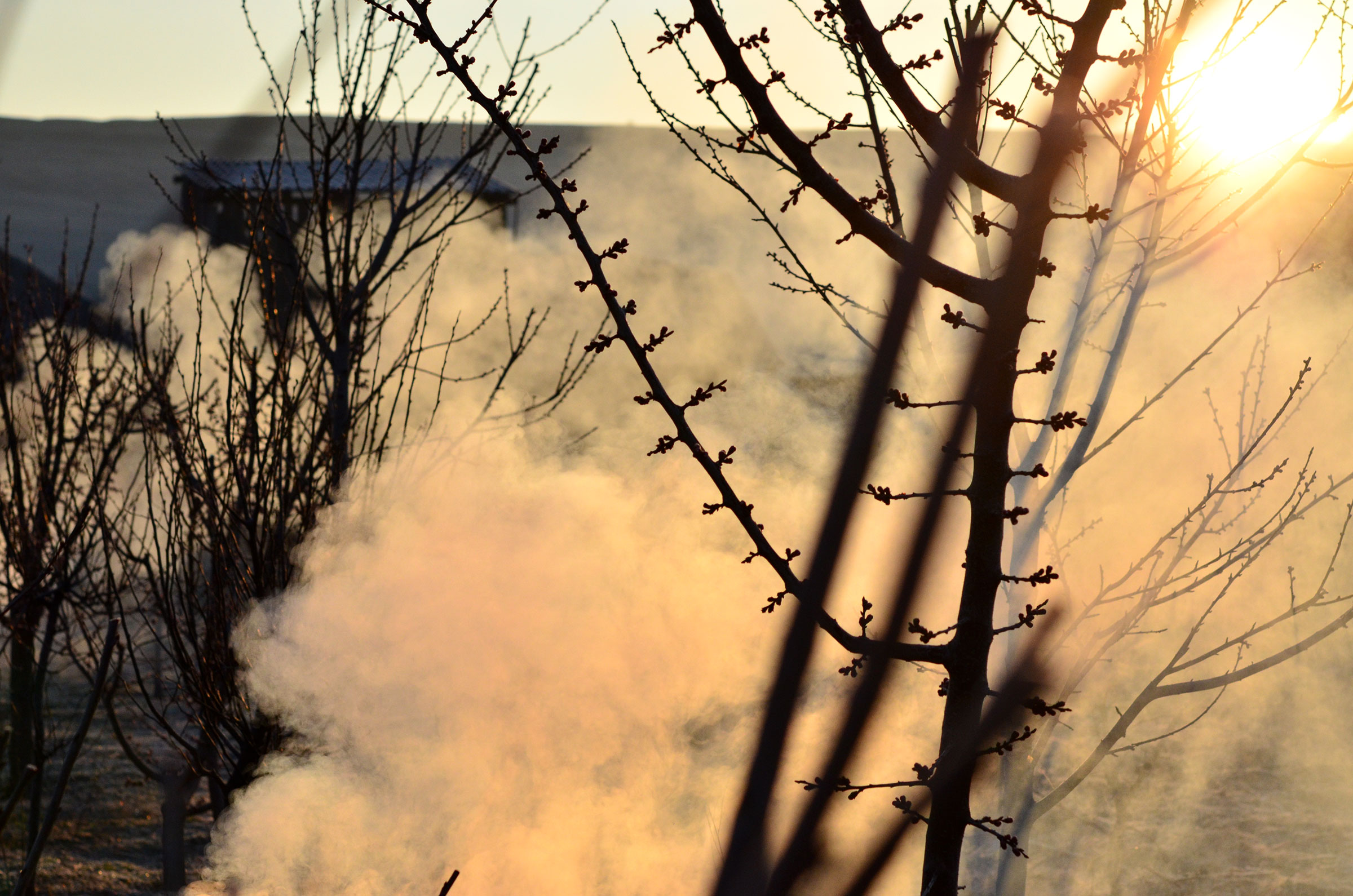 Cum protejăm livada de brumă