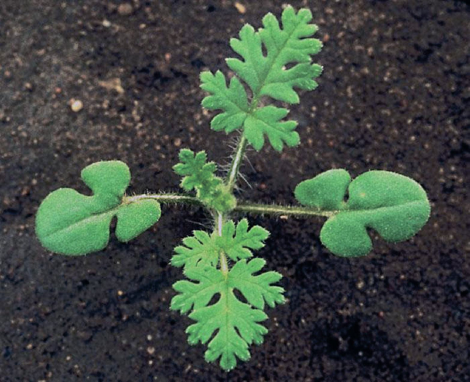 alt_Аистник обыкновенный / Pliscul cocorului