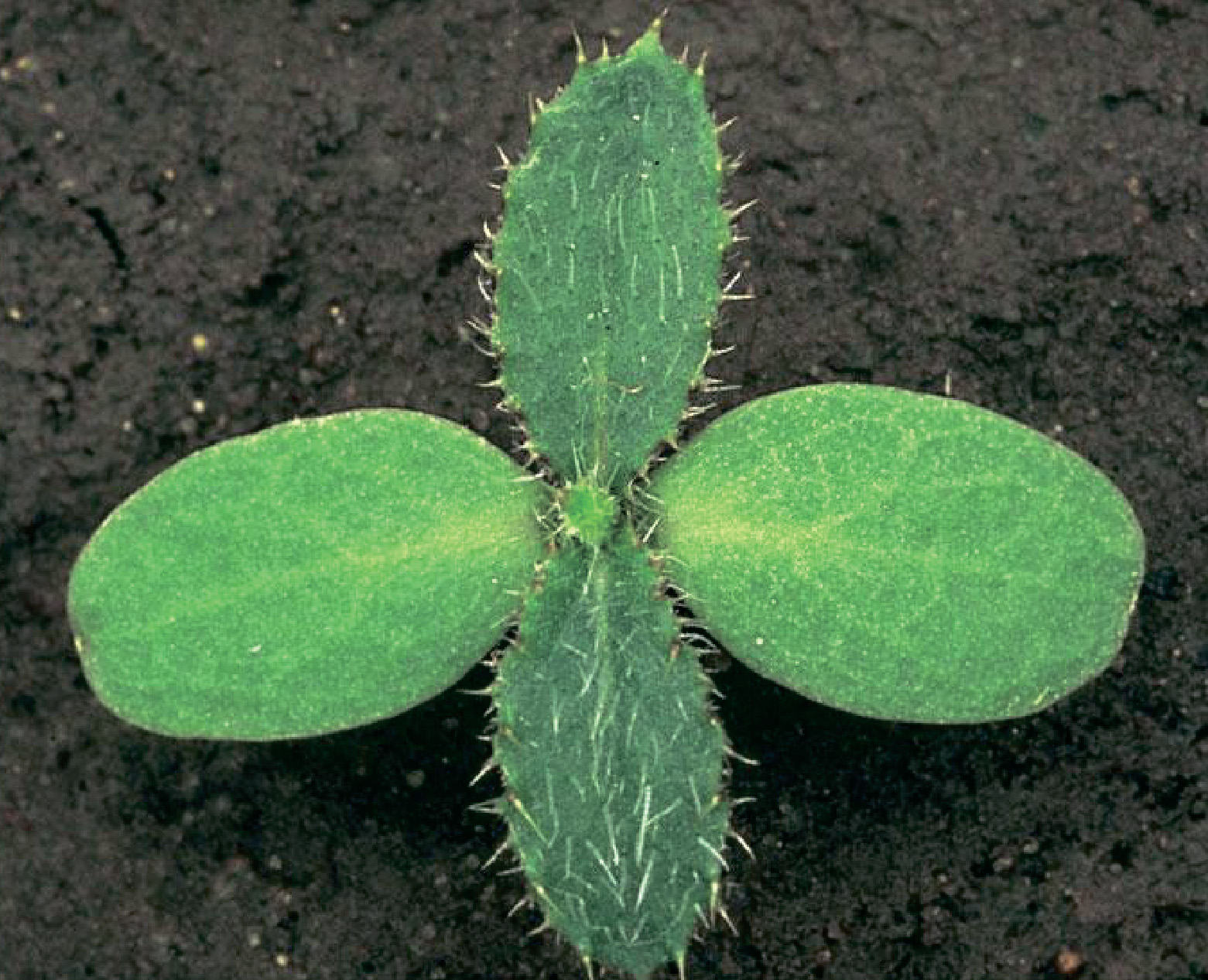 alt_Бодяк полевой / Pălămidă