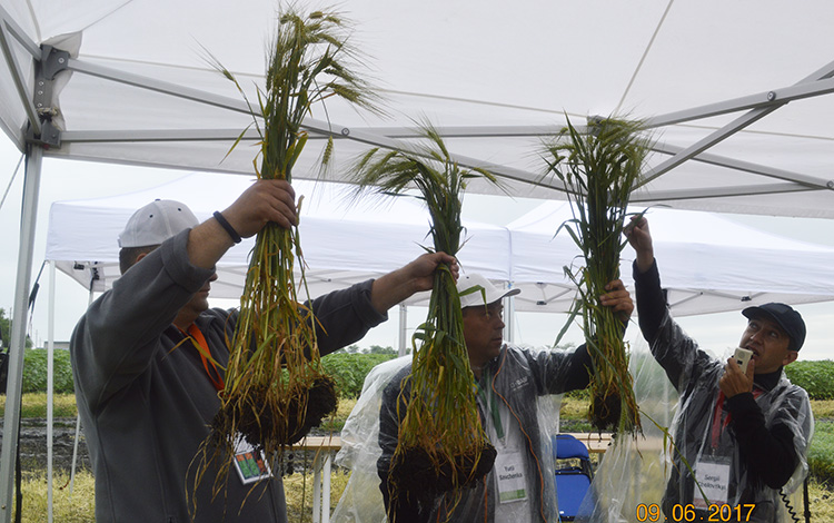 alt_Seminar BASF dedicat culturilor de cîmp. Reportaj foto