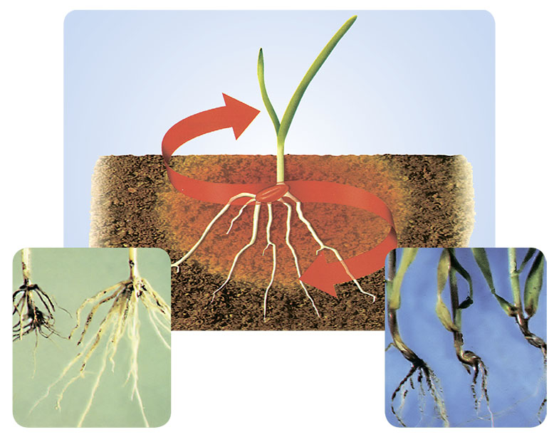 Kinto® Duo - De la rădăcini sănătoase la recolte înalte!