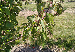 2025_01_cais-ciuruirea-frunzelor.jpg 2025_01_cais-ciuruirea-frunzelor.jpg