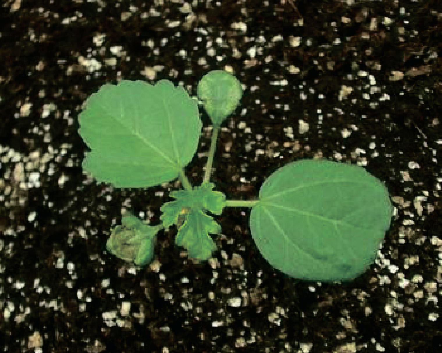 alt_Гибискус тройчатый / Zămoşiţă