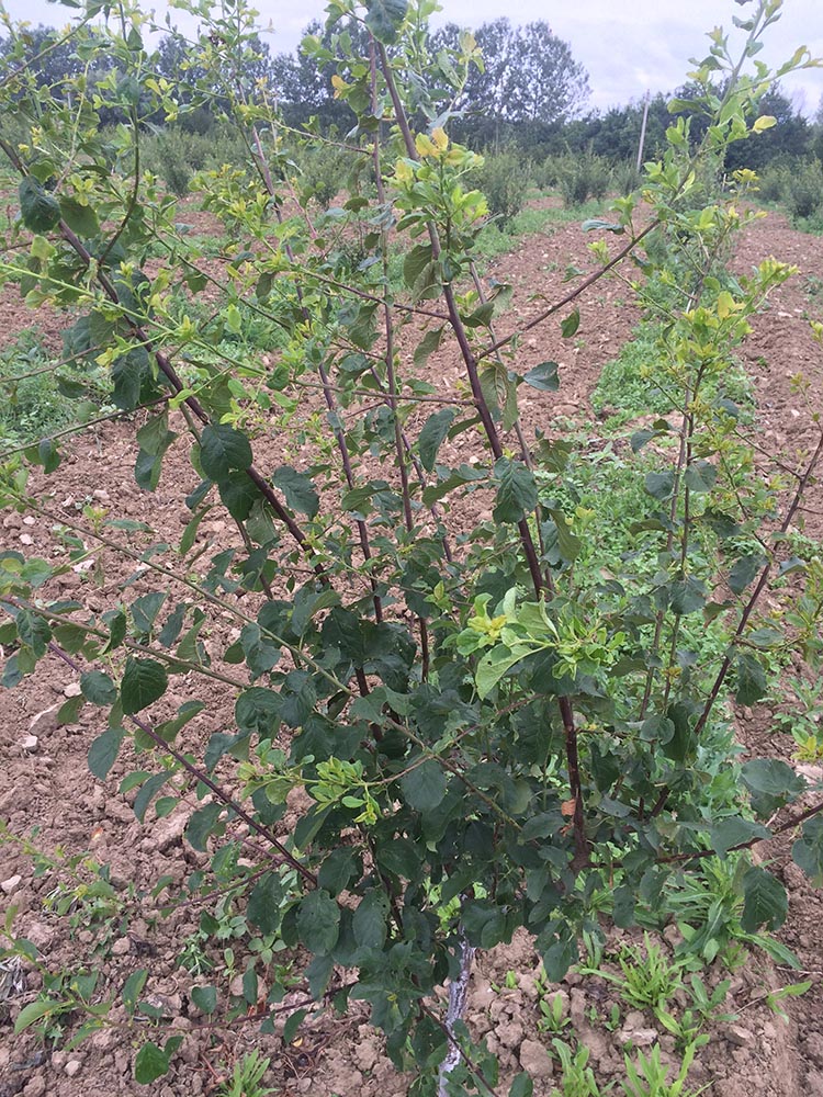 alt_Acarianul frunzelor și ramurilor de prun (Aculus fockeui) și combaterea lui