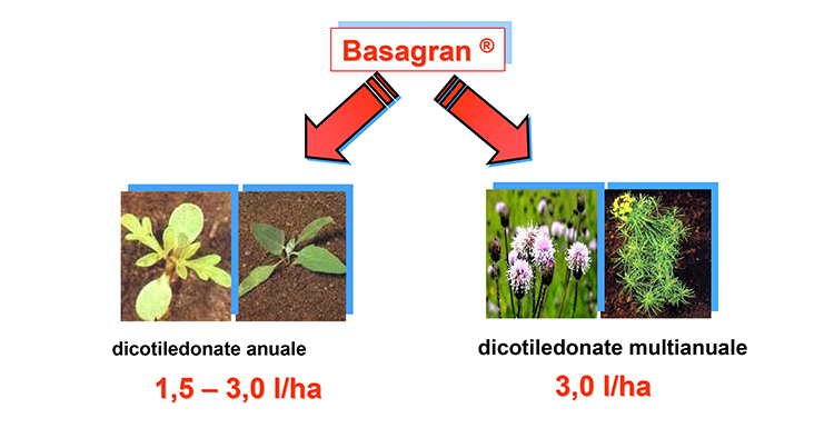 2017_05_soia-basagran.jpg 2017_05_soia-basagran.jpg