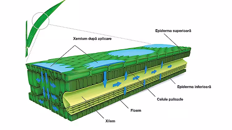 2021_12_xemium7.jpg
