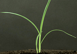 2017_01_obsiga.jpg 2017_01_obsiga.jpg