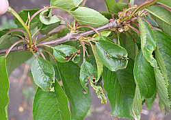 2020_05_cires2.jpg 2020_05_cires2.jpg