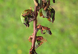 2025_01_cais-monilioza-lastar2.jpg 2025_01_cais-monilioza-lastar2.jpg