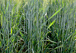 2025_06_grau8.jpg 2025_06_grau8.jpg