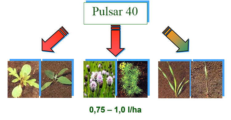 2017_05_soia-pulsar4.jpg 2017_05_soia-pulsar4.jpg