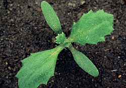 2017_01_cruciulita-obisnuita.jpg 2017_01_cruciulita-obisnuita.jpg