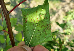 2025_01_cais-rapan-frunze.jpg 2025_01_cais-rapan-frunze.jpg