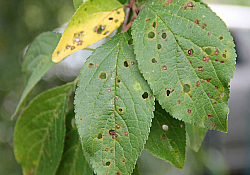 2025_02_prun-ciuruirea-frunzelor.jpg 2025_02_prun-ciuruirea-frunzelor.jpg